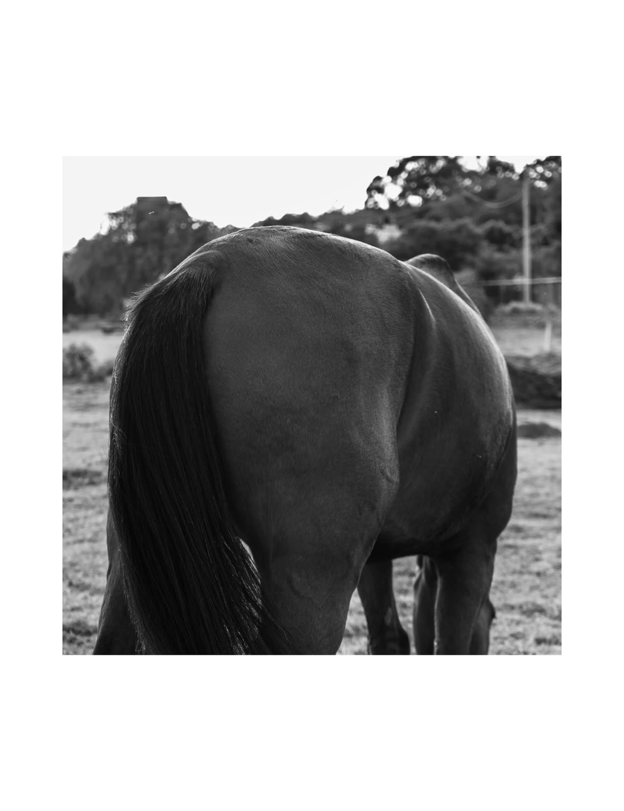 Fotografía ecuestre — Ecuestre 01