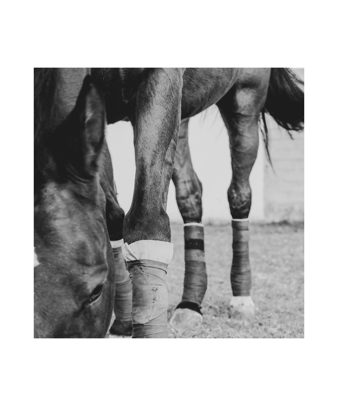 Fotografía ecuestre — Ecuestre 02