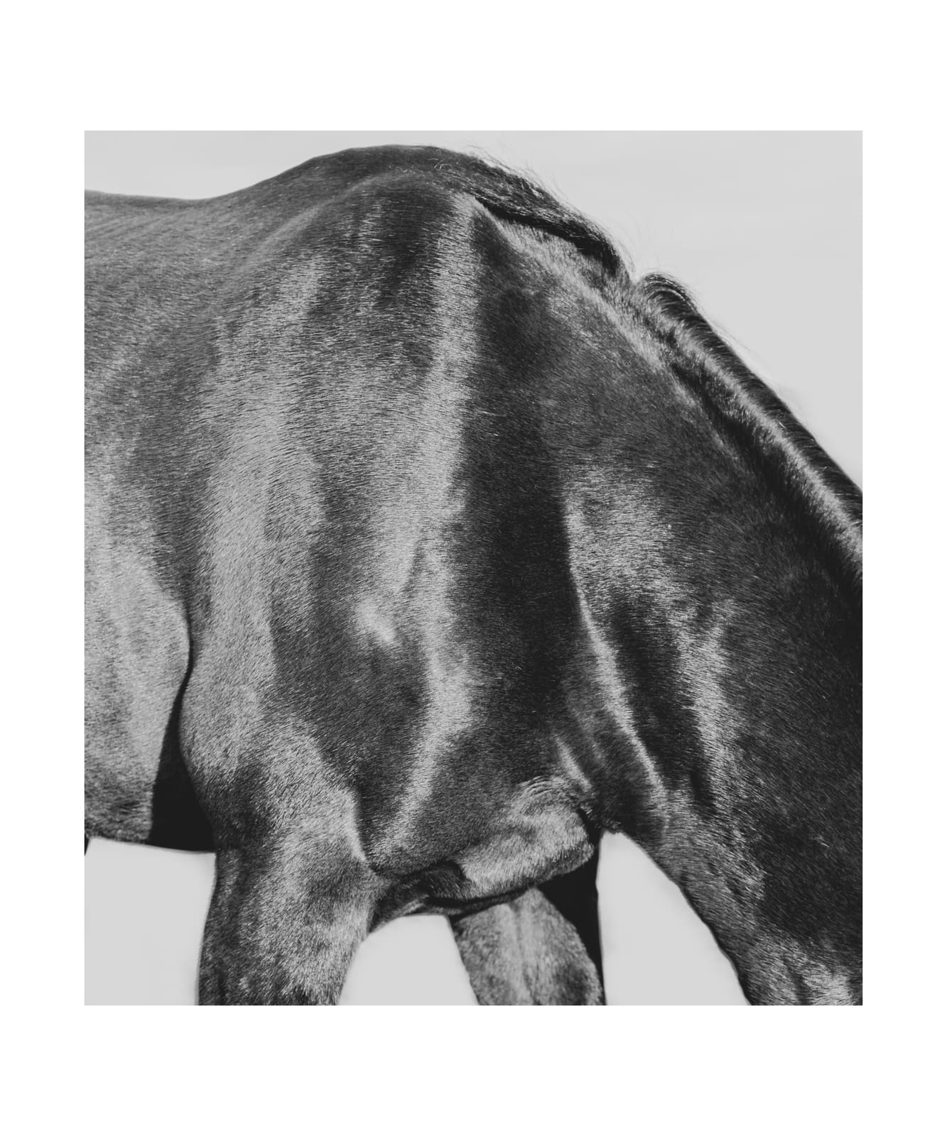 Fotografía ecuestre — Ecuestre 03