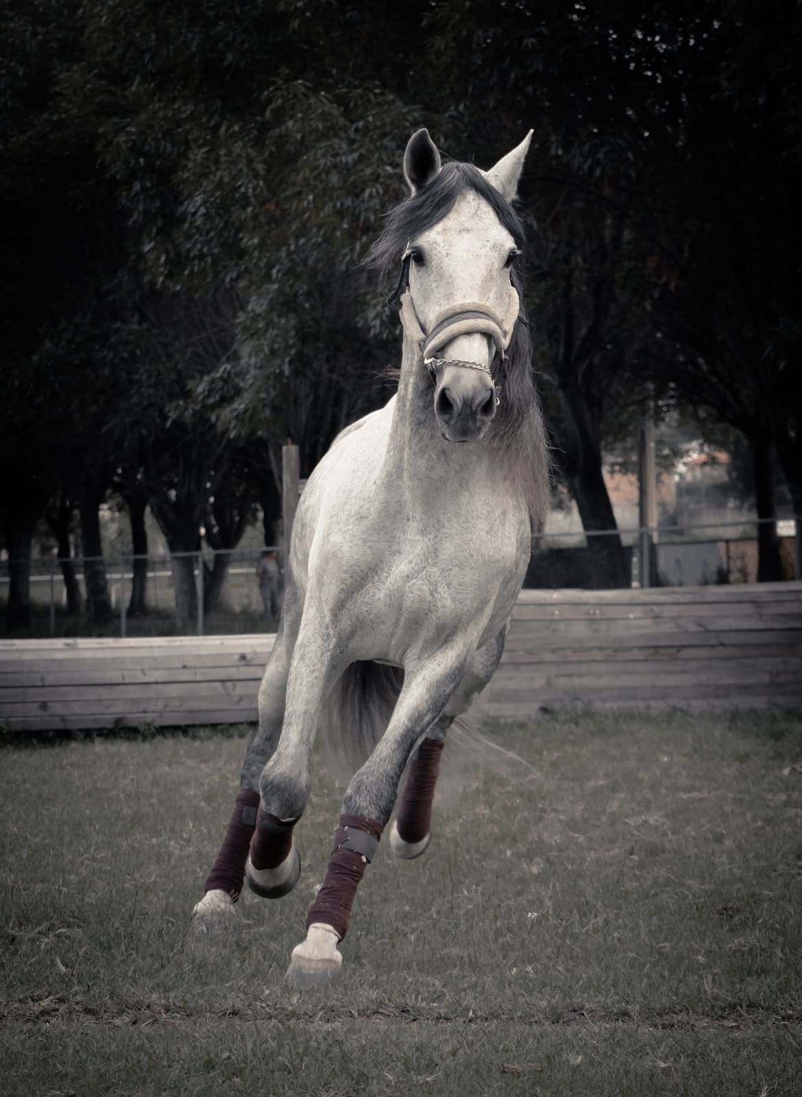 Fotografía ecuestre — Ecuestre 08
