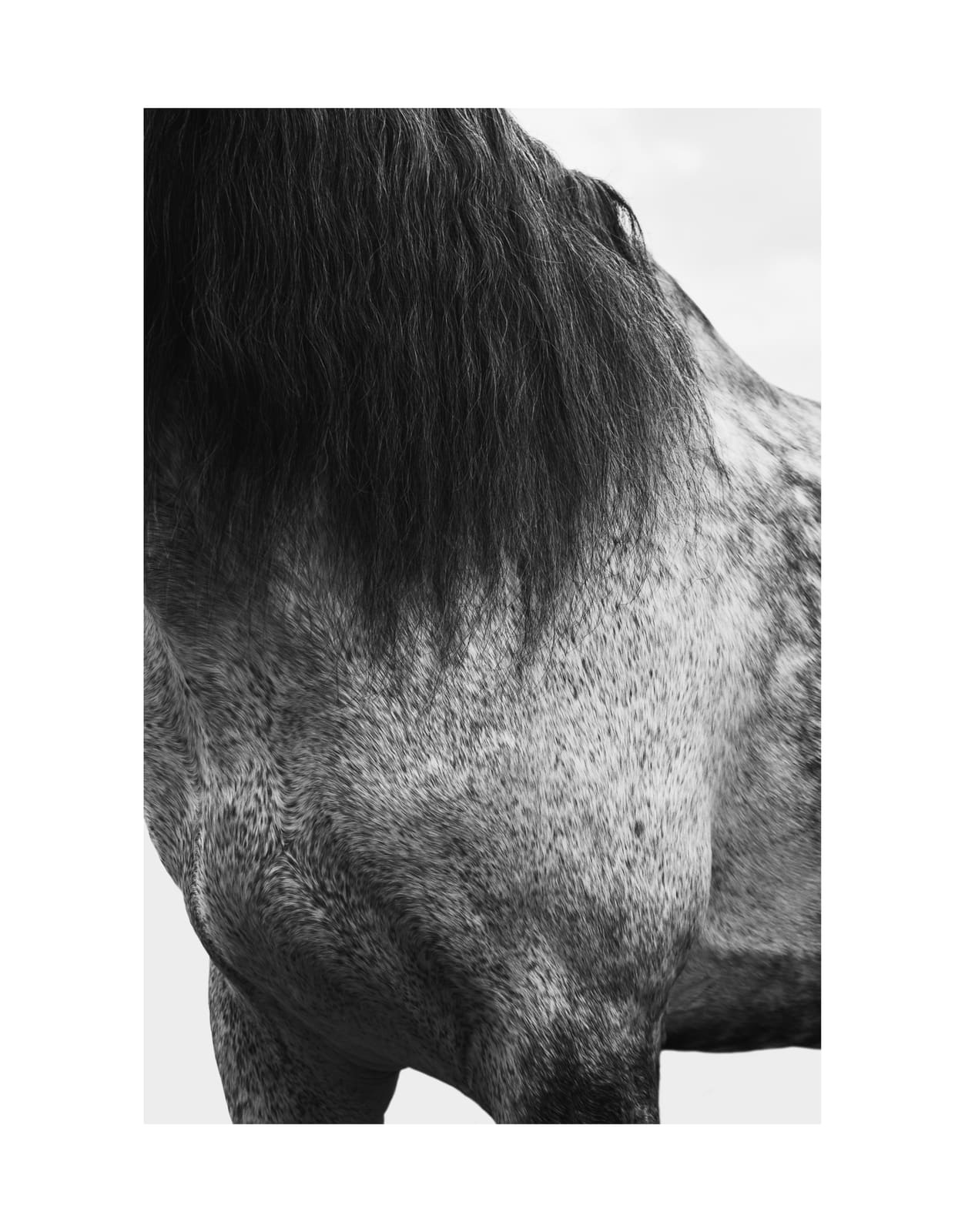 Fotografía ecuestre — Ecuestre 12