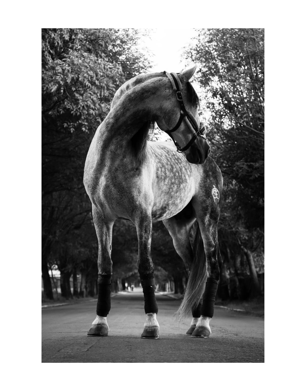 Fotografía ecuestre — Ecuestre 14